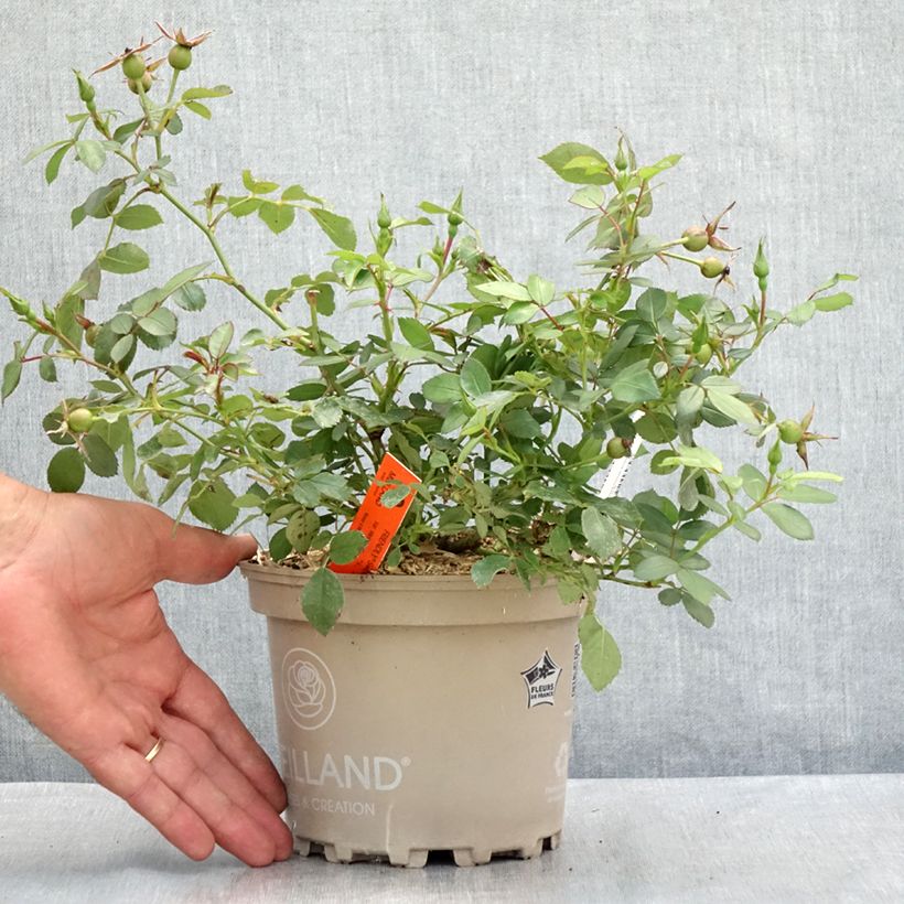 Esemplare di Rosa polyantha Friendly Sweet Vaso da 2L/3L consegnato in estate