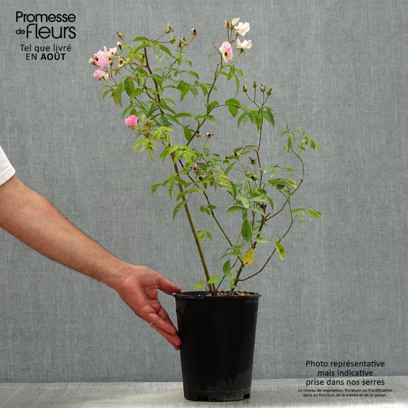 Esemplare di Rosa moscata Frisson Frais LENsadbi Vaso da 4L/5L consegnato in estate