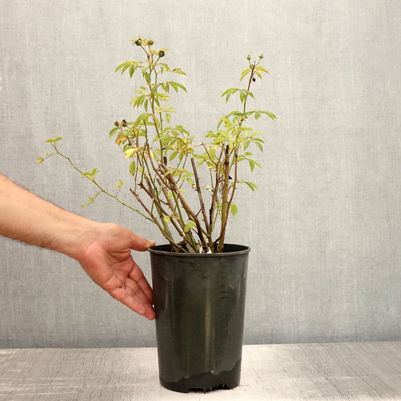 Esemplare di Rosa moscata Gaard um Titzebierg VELverd Vaso da 4L/5L consegnato in estate