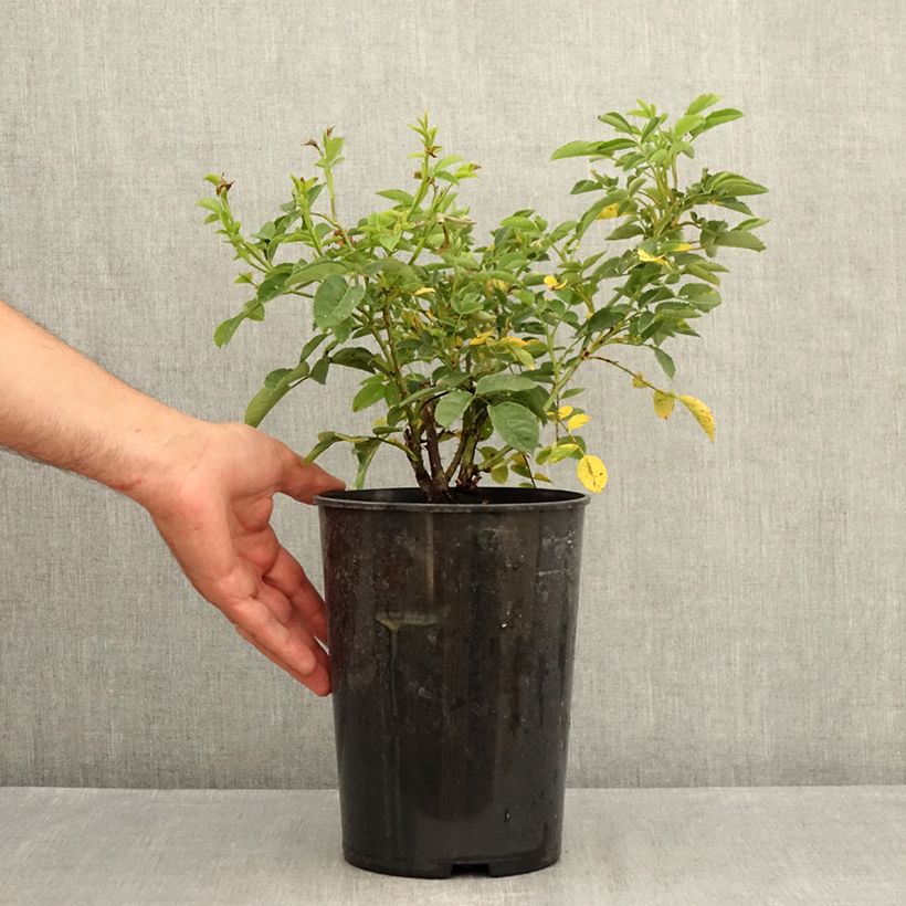 Esemplare di Rosa polyantha Golden Wings Vaso da 4L/5L consegnato in estate