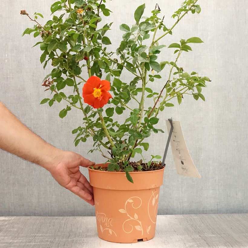Esemplare di Rosa polyantha Havanna Vaso da 6L/7L consegnato in estate