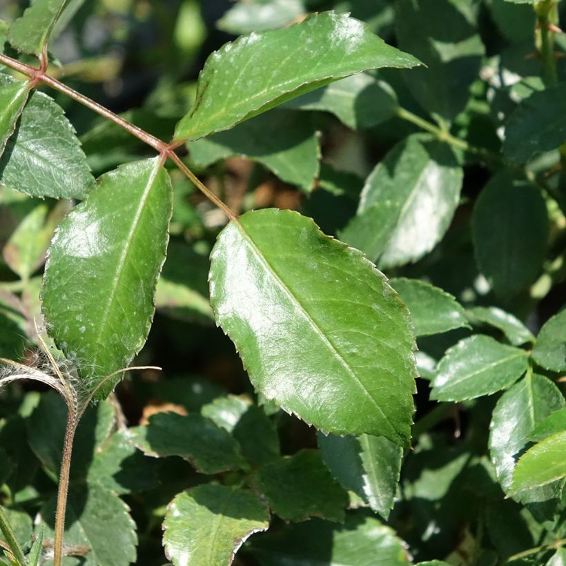Rosa Ice Meillandecor (Fogliame)