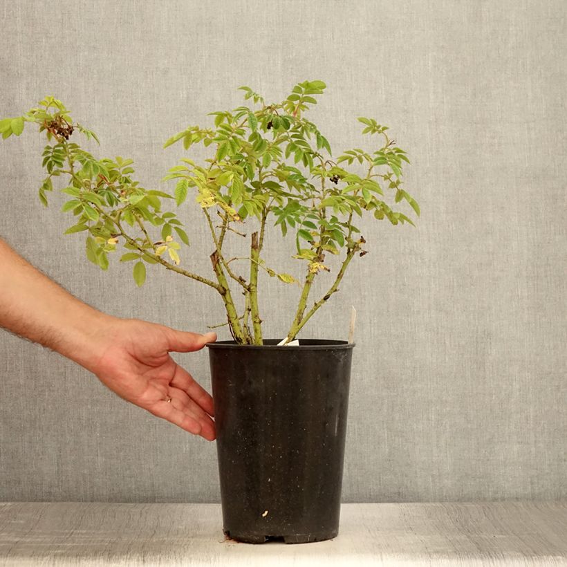 Esemplare di Rosa polyantha Jean de Bruges Vaso da 4L/5L consegnato in estate