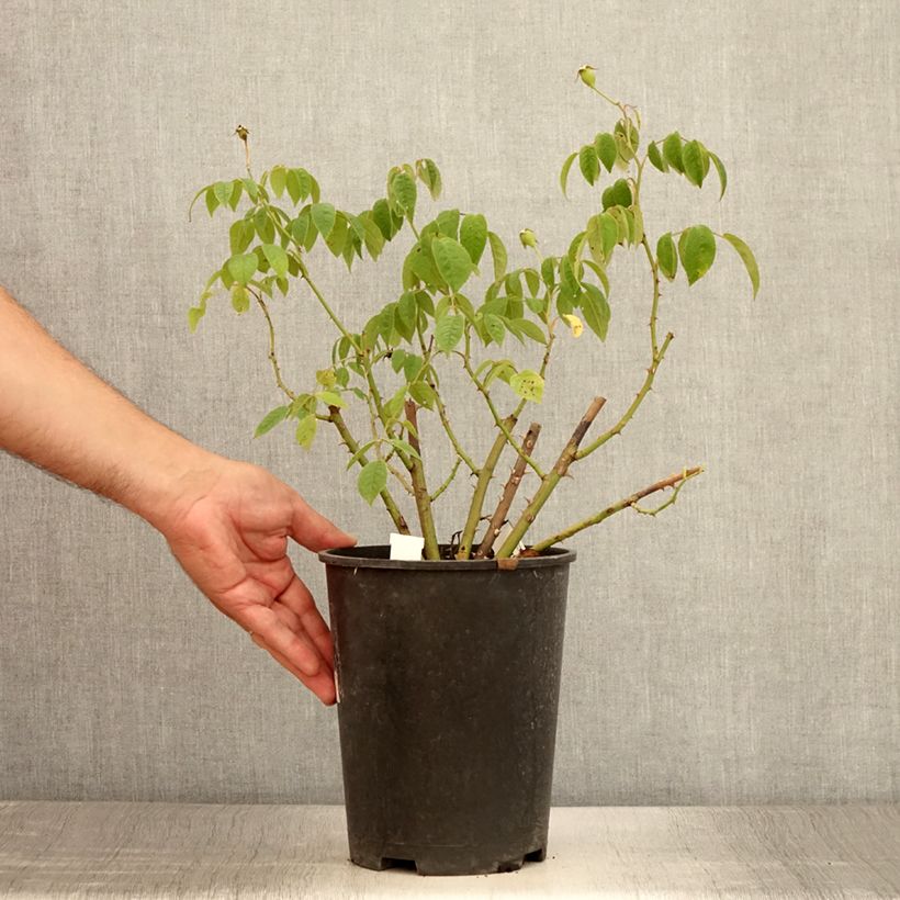 Esemplare di Rosa moscata Kathleen Vaso da 4L/5L consegnato in estate
