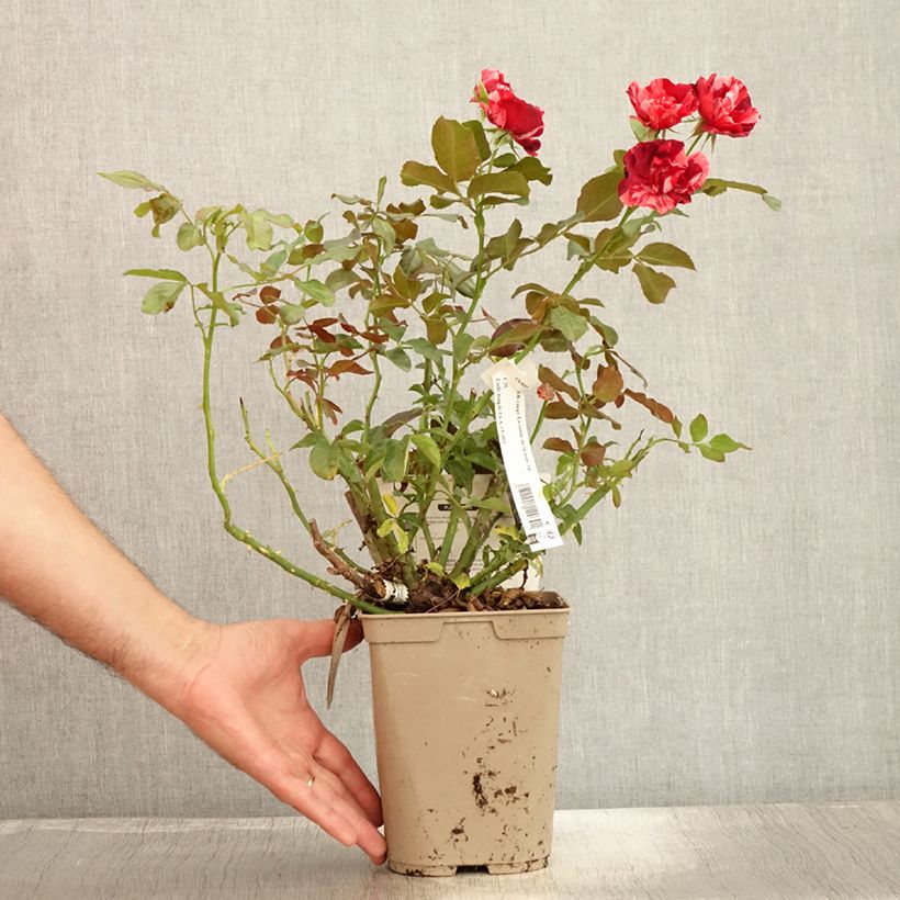 Esemplare di Rosa La Reine de la Nuit Vaso da 3L/4L consegnato in estate