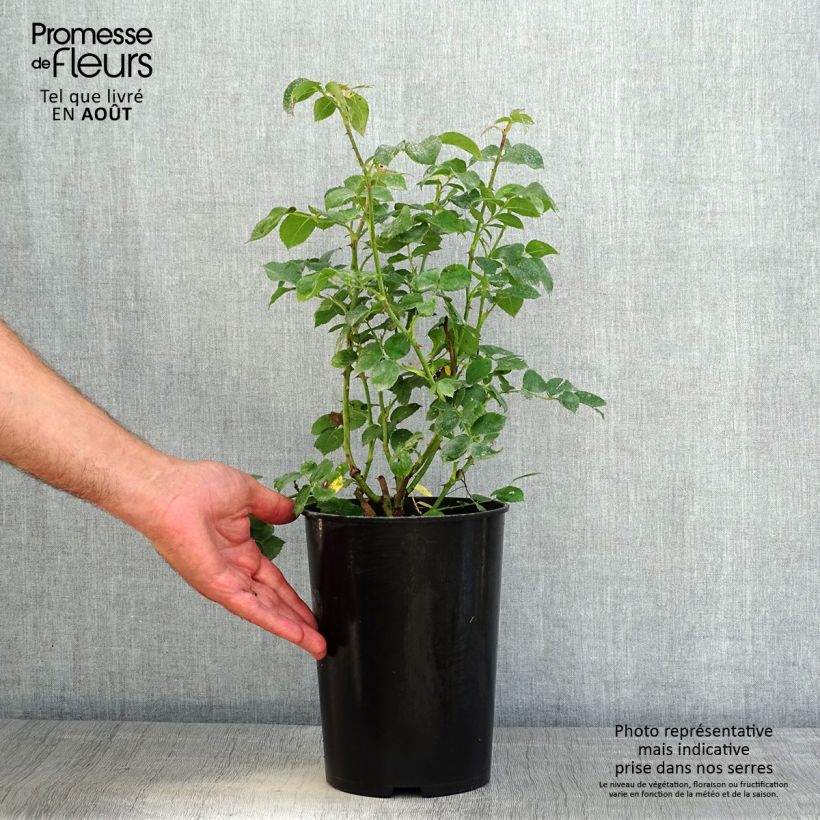 Esemplare di Rosa polyantha Mariatheresia Vaso da 4L/5L consegnato in estate
