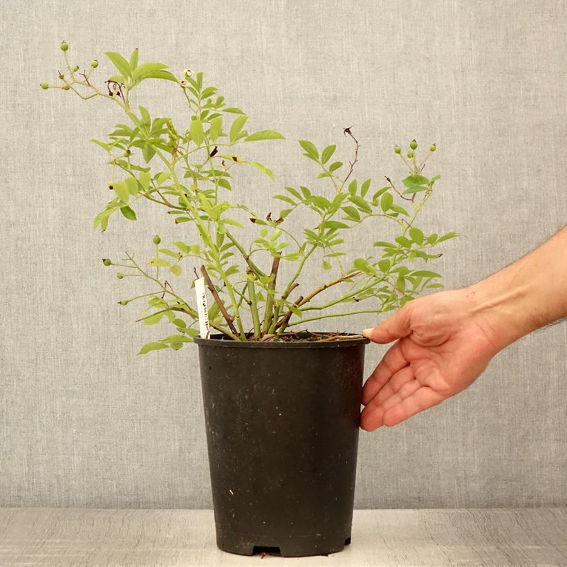 Esemplare di Rosa moscata Millie Fleur Vaso da 4L/5L consegnato in estate