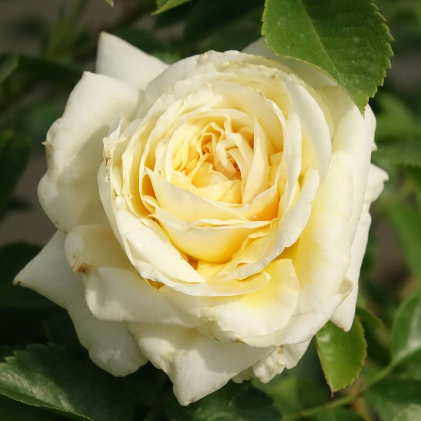 Rosa Nadia Meillandecor (Fioritura)
