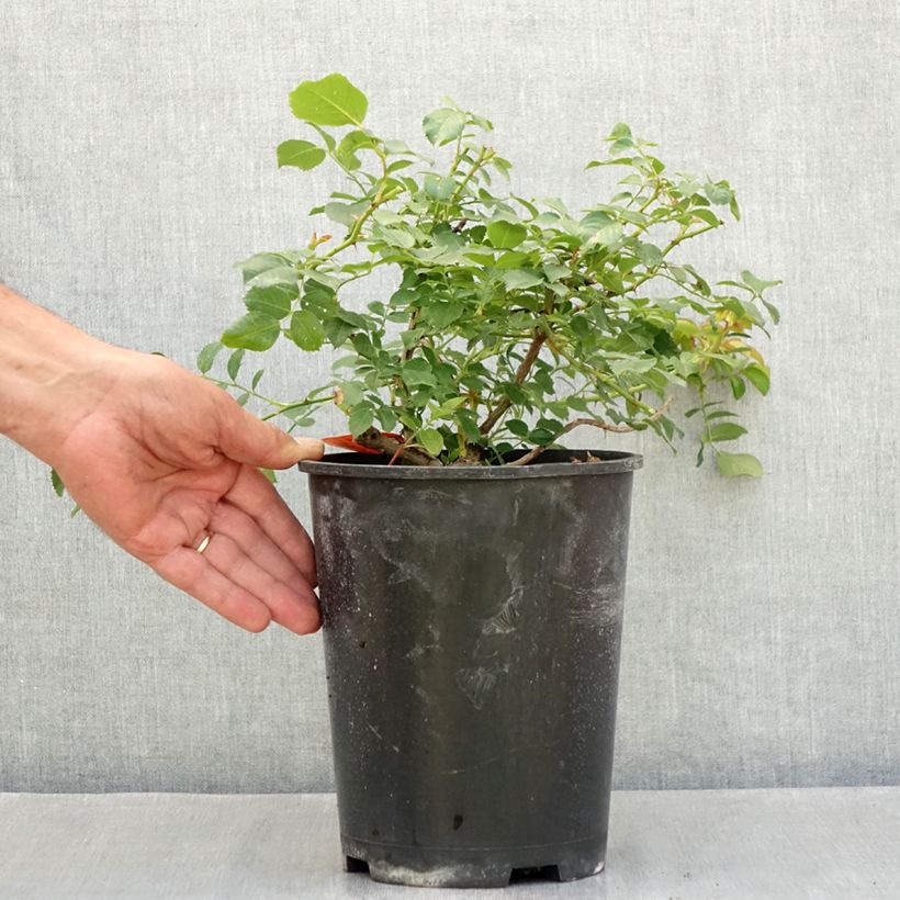 Esemplare di Rosa Nadia Meillandecor Vaso da 4L/5L consegnato in estate