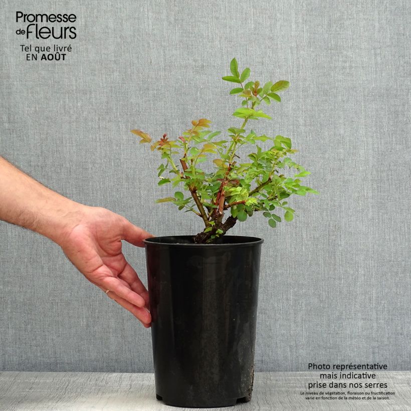 Esemplare di Rosa polyantha Nevada Vaso da 4L/5L consegnato in estate