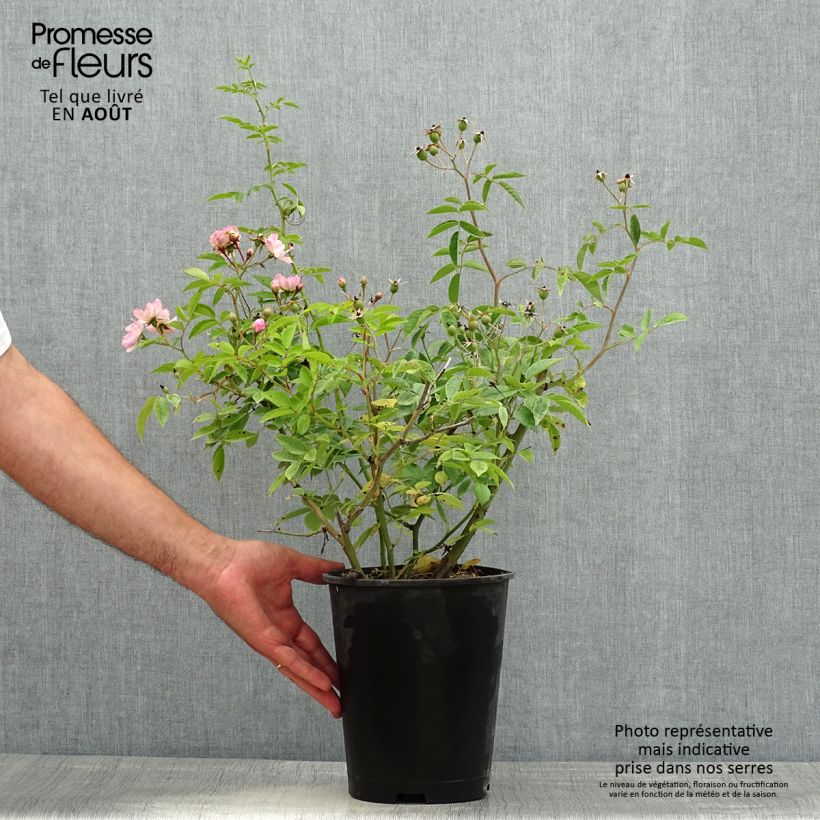 Esemplare di Rosa moscata Petite de Terre Franche Vaso da 4L/5L consegnato in estate