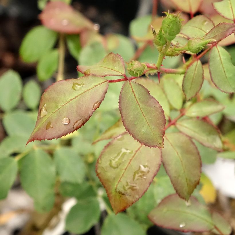 Rosa polyantha Pirouette (Fogliame)