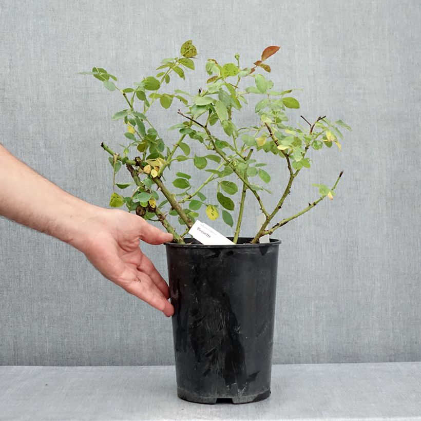 Esemplare di Rosa polyantha Pirouette Vaso da 4L/5L consegnato in estate