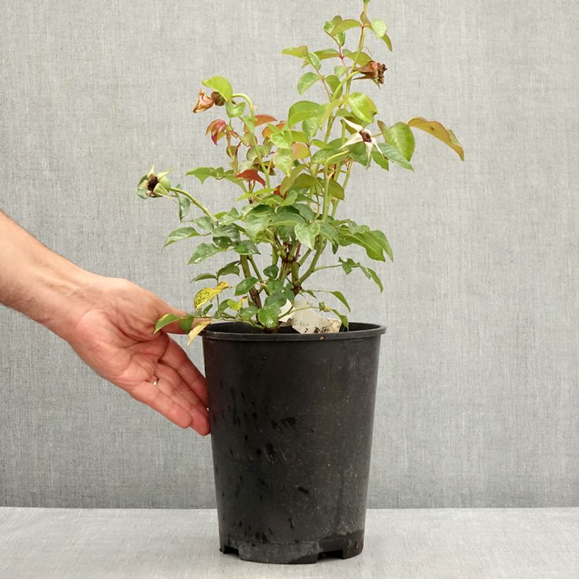 Esemplare di Rosa Prins Alexander Vaso da 4L/5L consegnato in estate