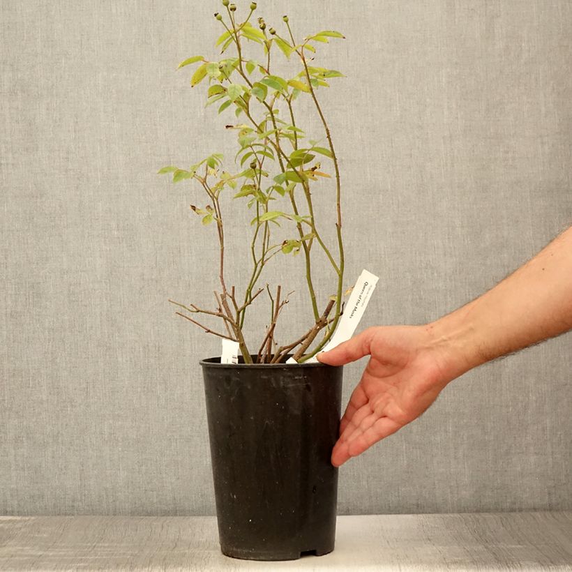 Esemplare di Rosa moscata Queen of the Musks Vaso da 4L/5L consegnato in estate