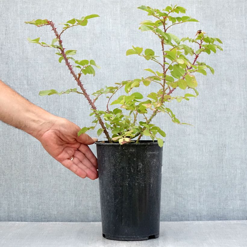 Esemplare di Rosa rugosa Robusta Korgosa Vaso da 4L/5L consegnato in estate