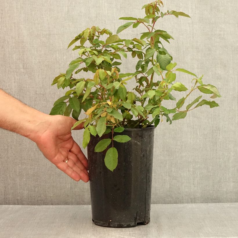 Esemplare di Rosa moscata Rosalita Vaso da 4L/5L consegnato in estate