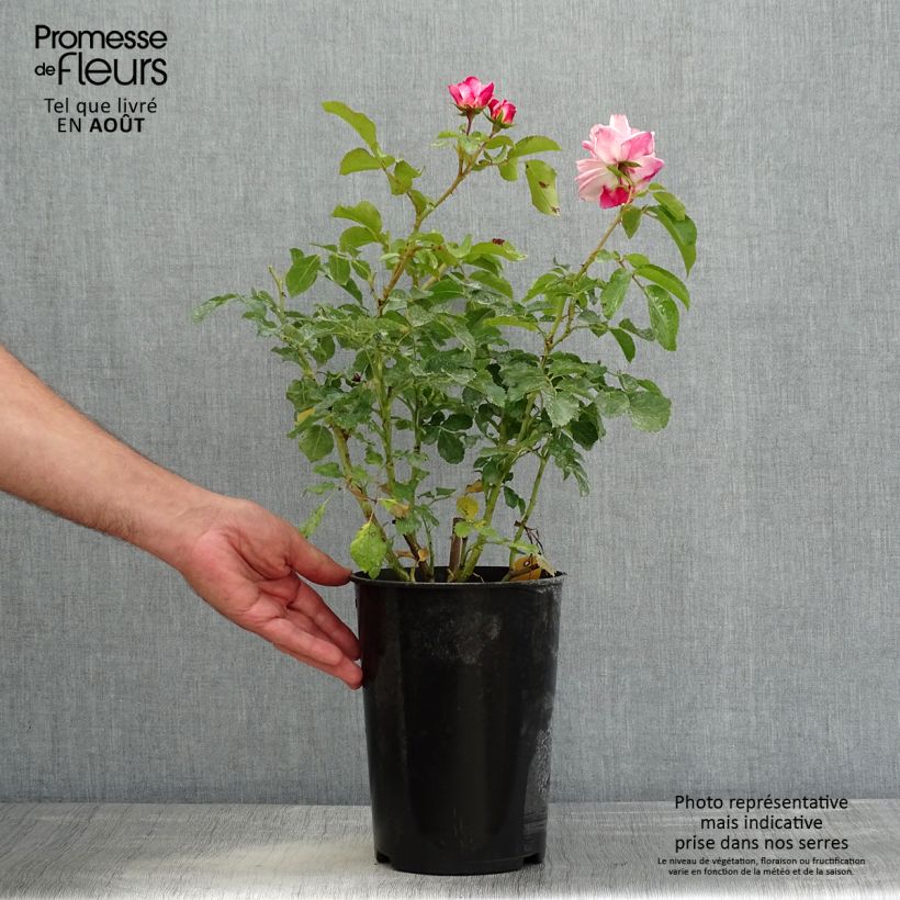 Esemplare di Rosa polyantha Rosenstadt Freising Vaso da 4L/5L consegnato in estate