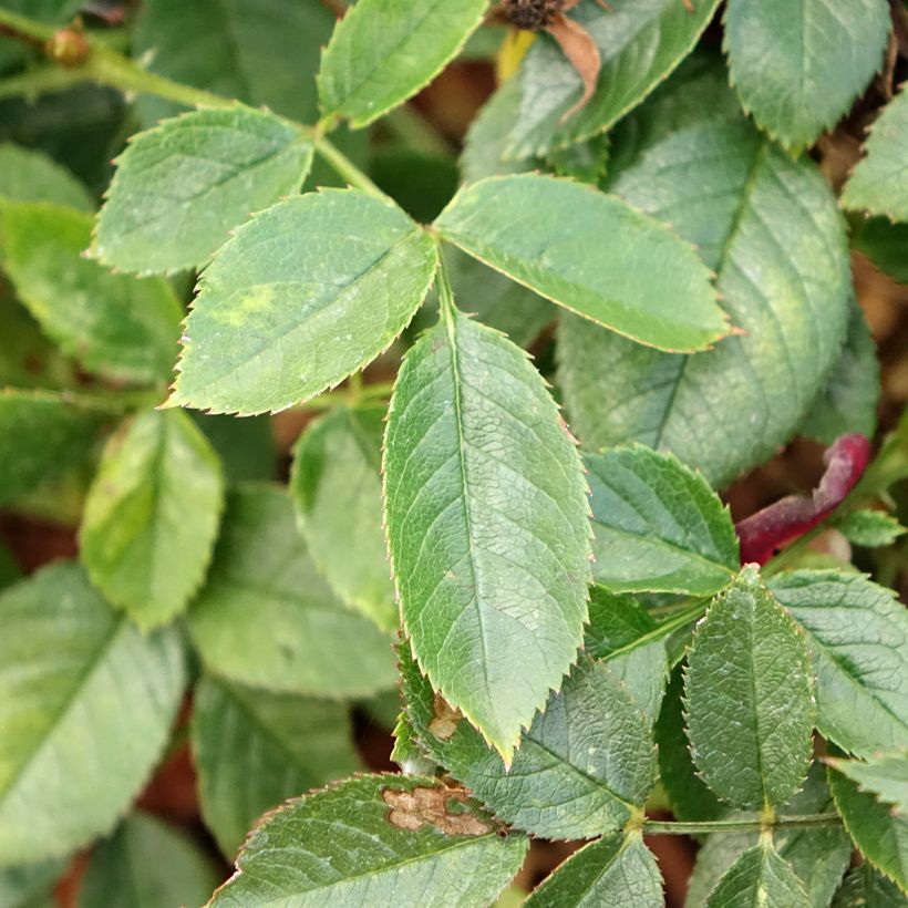 Rosa polyantha Rosy Boom Colour Change (Fogliame)