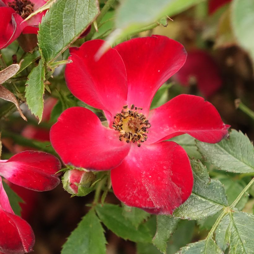Rosa polyantha Rosy Boom Colour Change (Fioritura)