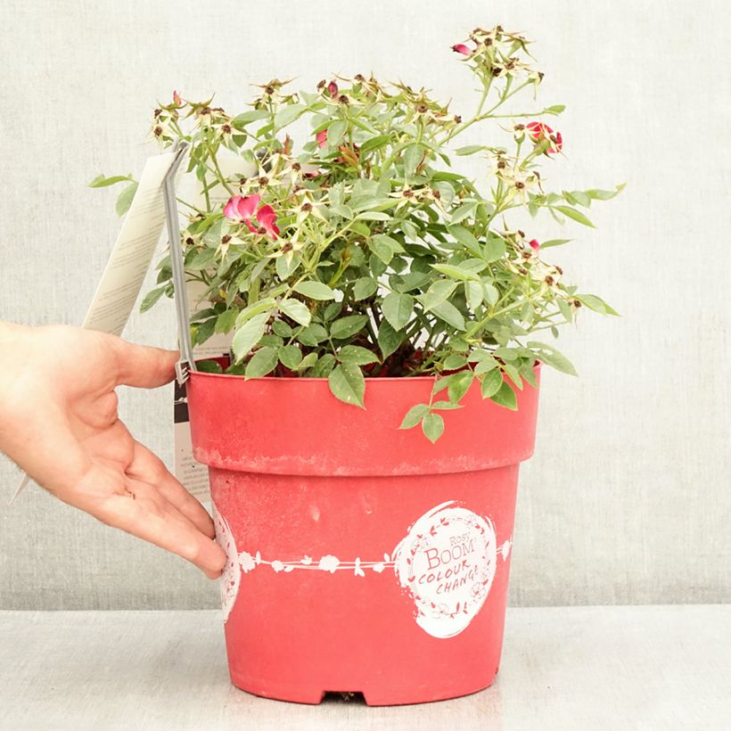 Esemplare di Rosa polyantha Rosy Boom Colour Change Vaso da 6L/7L consegnato in estate