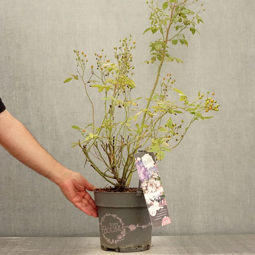 Esemplare di Rosa polyantha Rosy Boom Dynamic Hip Hop Vaso da 6L/7L consegnato in estate