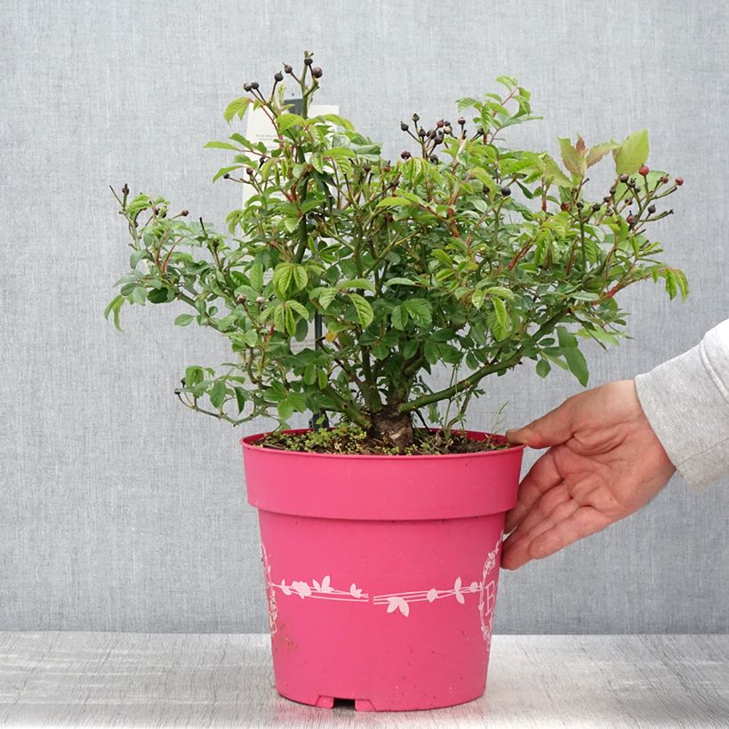 Rosa polyantha Rosy Boom Mini Vaso da 6L/7LAltezza consegnata circa 20/+cm esemplare consegnato in primavera