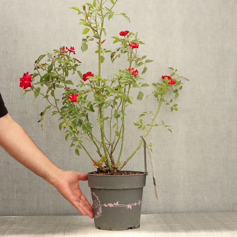 Esemplare di Rosa polyantha Rosy Boom rouge La Belle Rouge Vaso da 6L/7L consegnato in estate