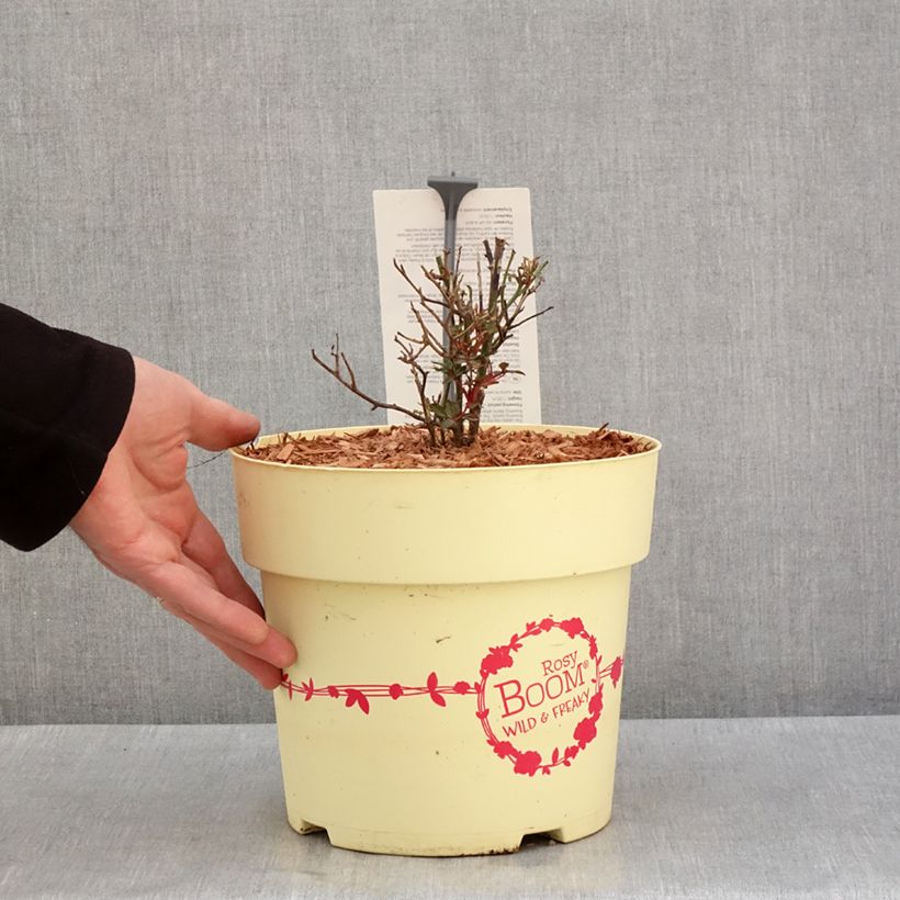 Rosa polyantha Rosy Boom Wild and Freaky Vaso da 6L/7L esemplare consegnato in inverno
