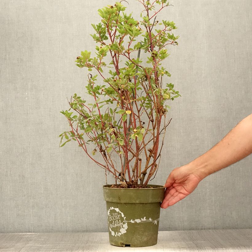 Esemplare di Rosa polyantha Rosy Boom Wildlife Vaso da 6L/7L consegnato in estate
