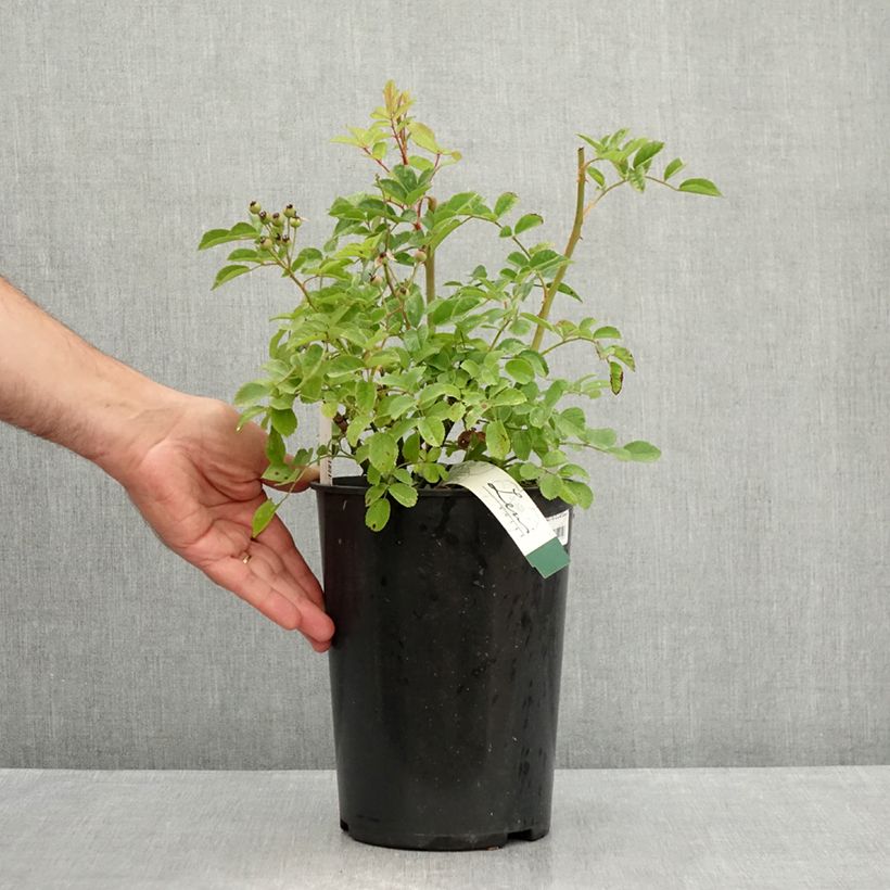 Esemplare di Rosa moscata Rosy Purple Vaso da 4L/5L consegnato in estate