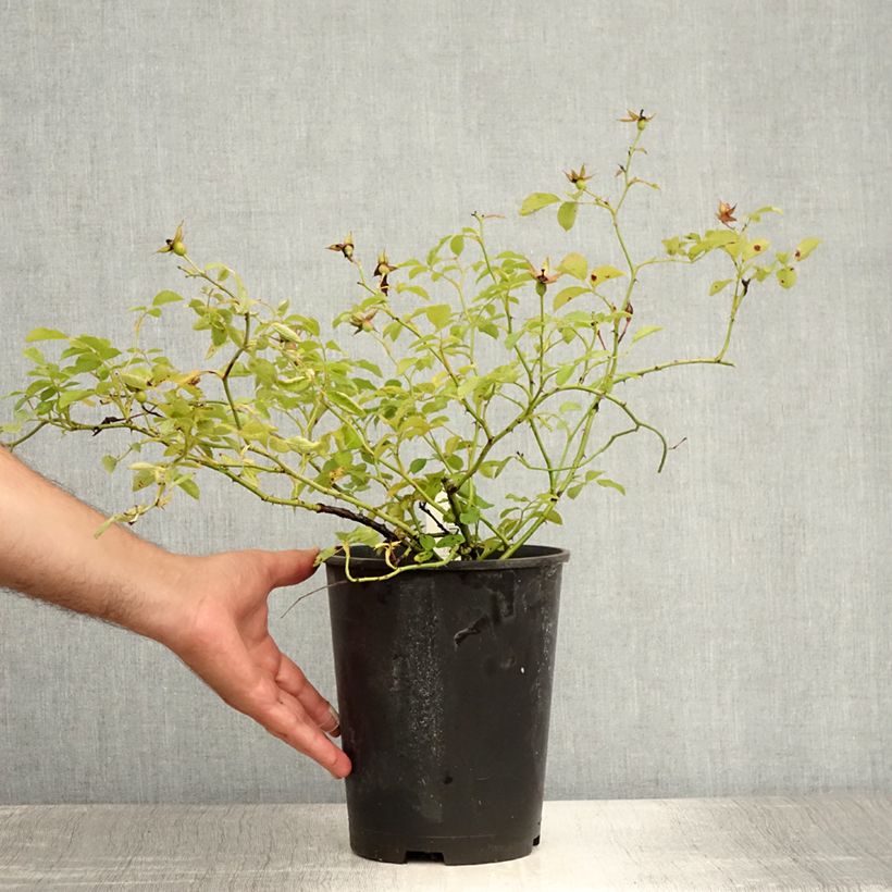 Esemplare di Rosa polyantha Rouge Meillandécor Vaso da 2L/3L consegnato in estate