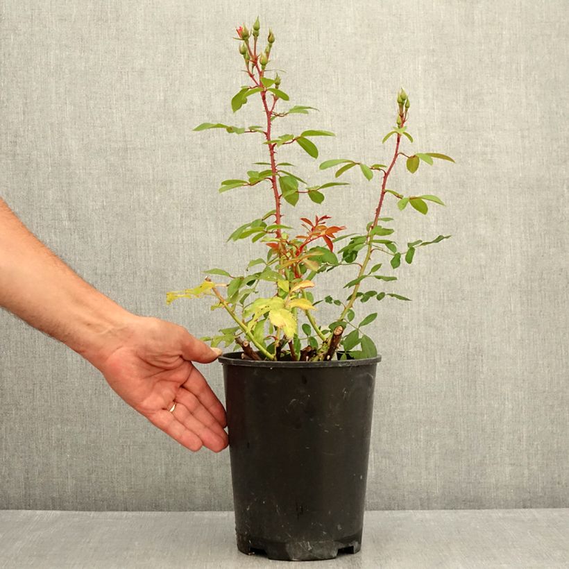 Esemplare di Rosa polyantha Rush lenmobri Vaso da 4L/5L consegnato in estate