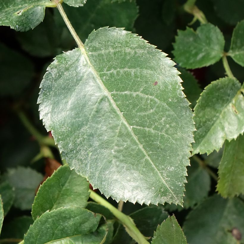 Rosa Scarlet Bonica (Fogliame)