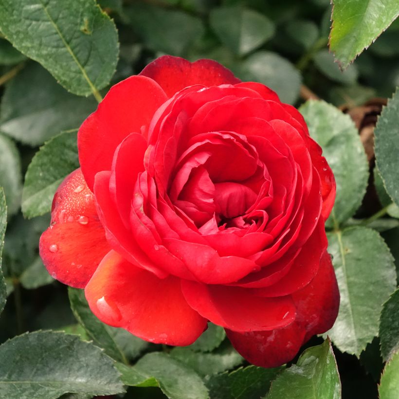 Rosa Scarlet Bonica (Fioritura)
