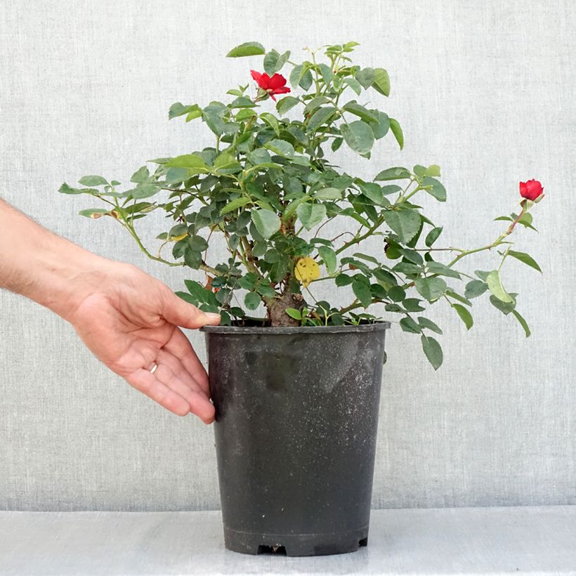 Esemplare di Rosier arbustif Scarlet Bonica Vaso da 4L/5L consegnato in estate