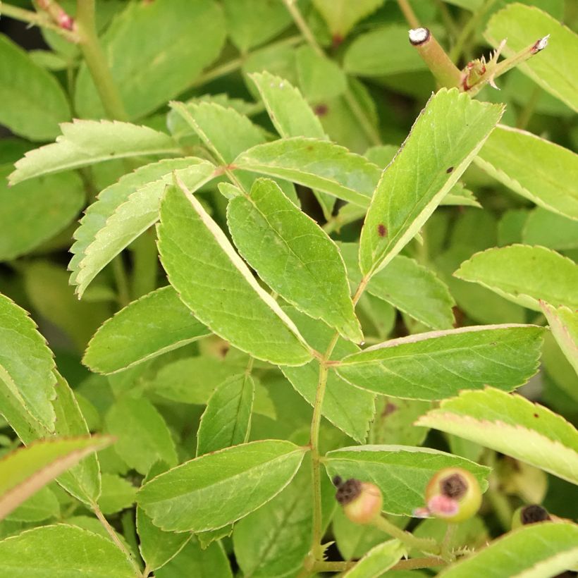 Rosa moscata Schubert (Fogliame)