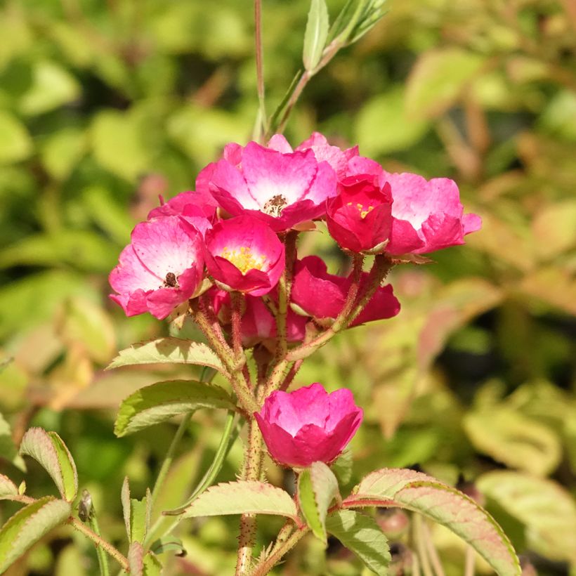 Rosa moscata Schubert (Fioritura)