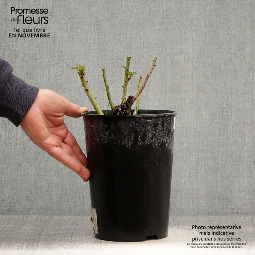 Esemplare di Rosa polyantha Soul Vaso da 4L/5L come consegnato in autunno