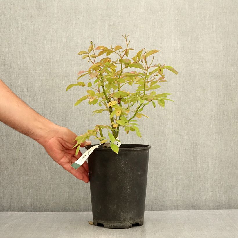 Esemplare di Rosa polyantha Violet Hood Vaso da 4L/5L consegnato in estate