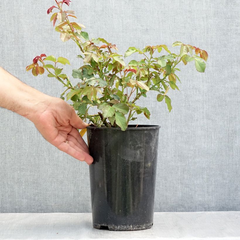 Esemplare di Rosa Westerland Vaso da 4L/5L consegnato in estate