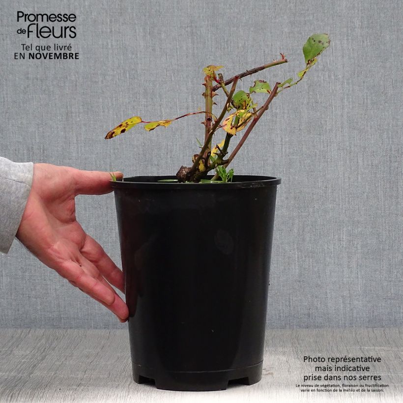 Esemplare di Rosa Yann Arthus-Bertrand Vaso da 4L/5L come consegnato in autunno