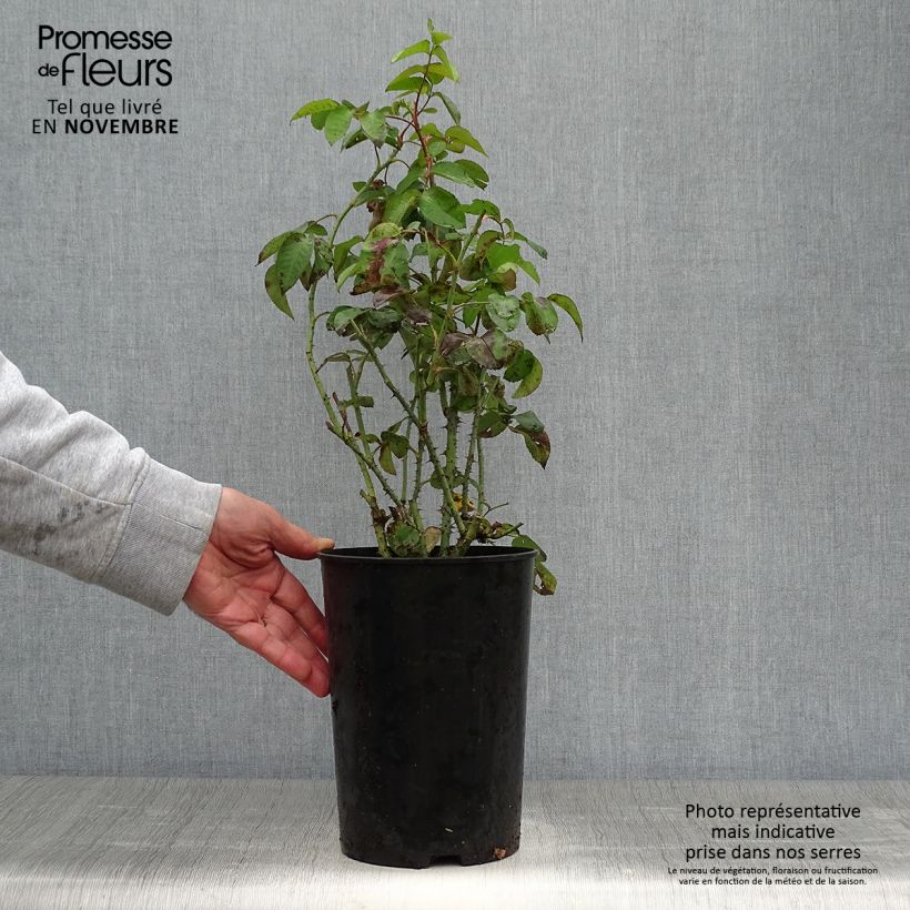 Esemplare di Rosa Rosier Baronne Prévost Vaso da 4L/5L come consegnato in autunno