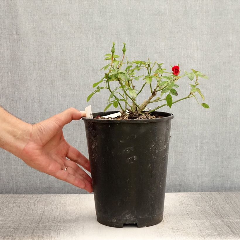 Esemplare di Rosa polyantha Bee's Paradise Light Red Vaso da 3L/4L consegnato in estate