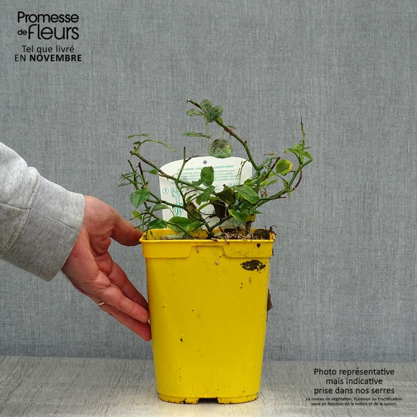 Esemplare di Rosa polyantha Bees Paradise Ivory Vaso da 3L/4L come consegnato in autunno