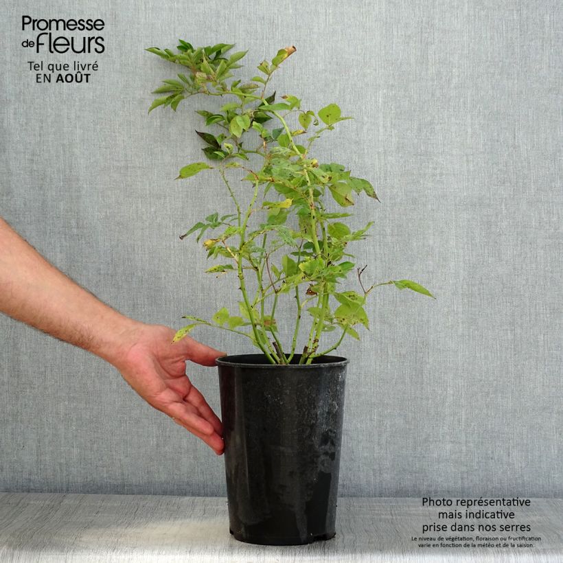 Esemplare di Rosa rampicante Bleu Magenta Vaso da 4L/5L consegnato in estate