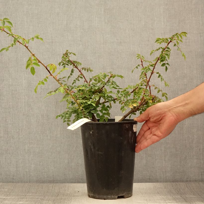 Esemplare di Rosa pendulina Bourgogne - Rosa alpina Vaso da 4L/5L consegnato in estate