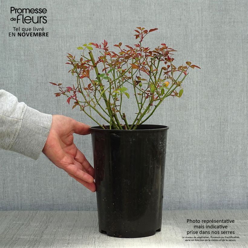Esemplare di Rosa cinese Mutabilis Vaso da 2L/3L come consegnato in autunno