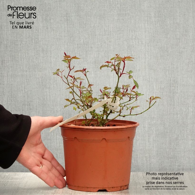 Rosa cinese Mutabilis Vaso da 2L/3L esemplare consegnato in primavera