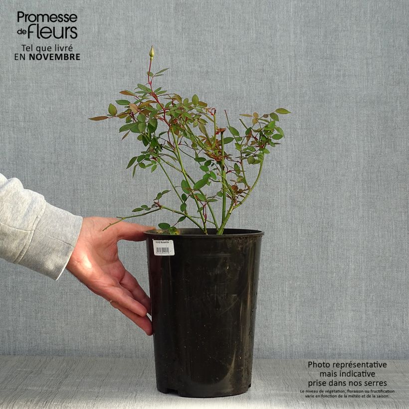 Esemplare di Rosa cinese Mutabilis Vaso da 4L/5L come consegnato in autunno
